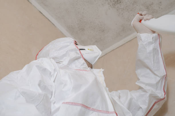 Mold Removal and Inspection in New Market, AL