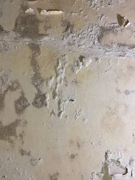 Best Mold Removal Near Me  in New Market, AL