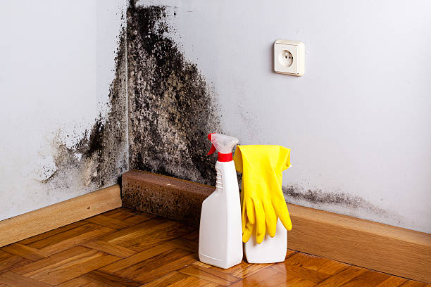 Best Residential Mold Removal  in New Market, AL